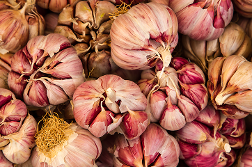 Czosnek hiszpański - MORADO