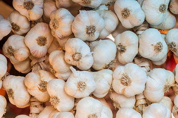 Czosnek polski - ORNAK