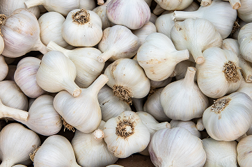 Czosnek hiszpański - BIANCO