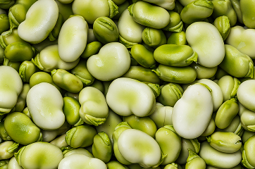 Bób (oferta sezonowa)