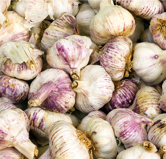 Czosnek polski - HARNAŚ